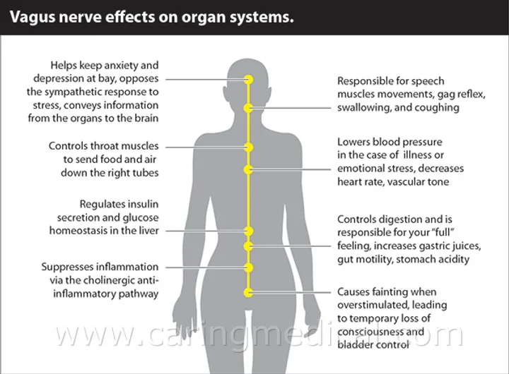 Diagrama dos efeitos do nervo vago nos sistemas do corpo, em inglês